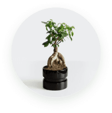BONSAI
