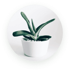 Succulents