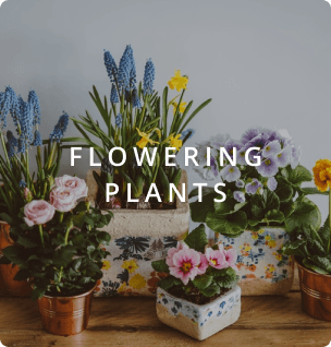 bestSelePlant