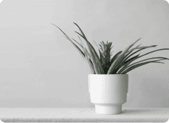 Chlorophytum Lemon
