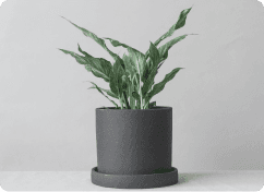 Sansevieria Black