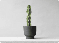 Syngonium Plant
