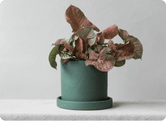 Syngorium Plant