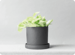 Ficus Benjamina